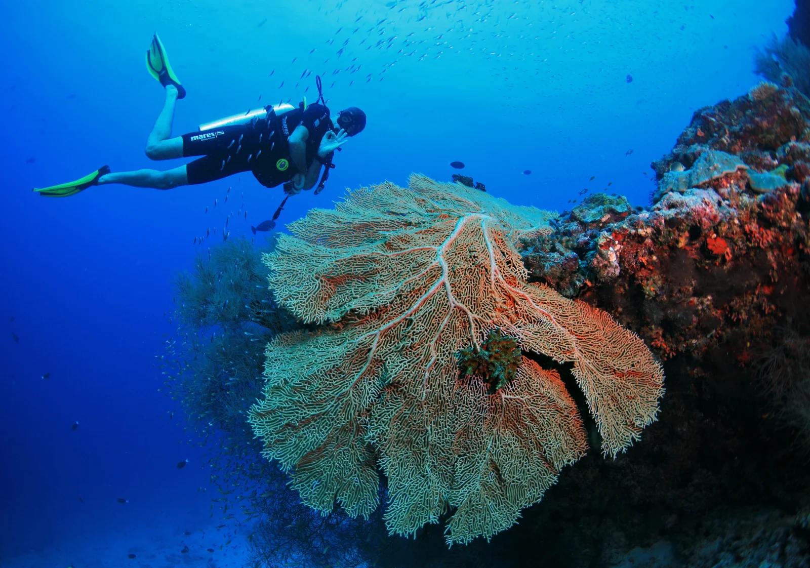 Diving & Hanifaru Bay, Amilla Maldives