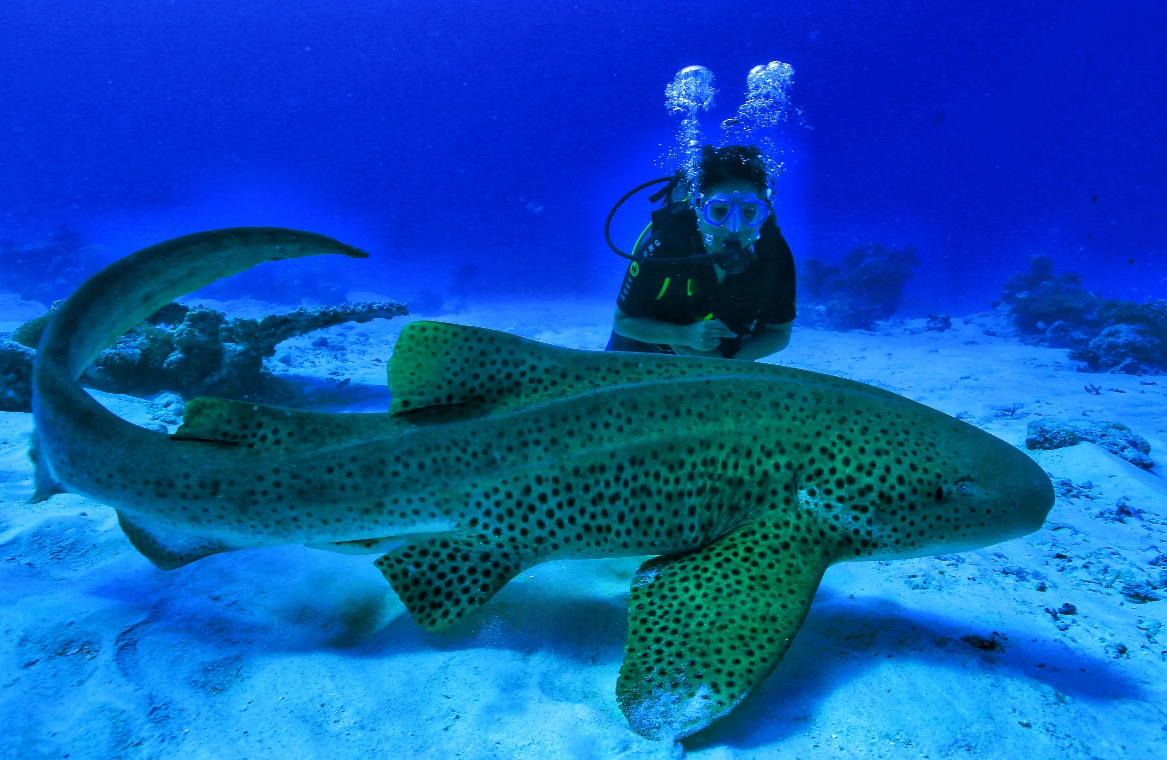 Underwater reef, Ayada Maldives