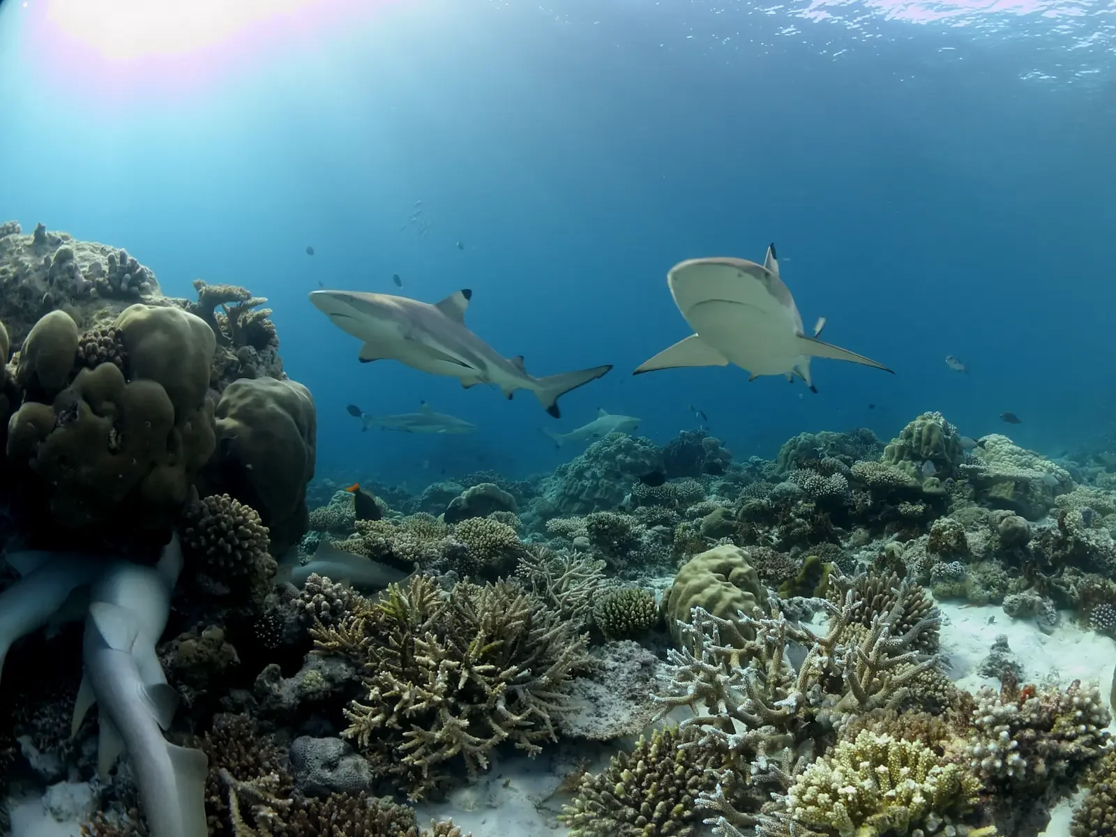 House reef snorkelling, Baros Maldives