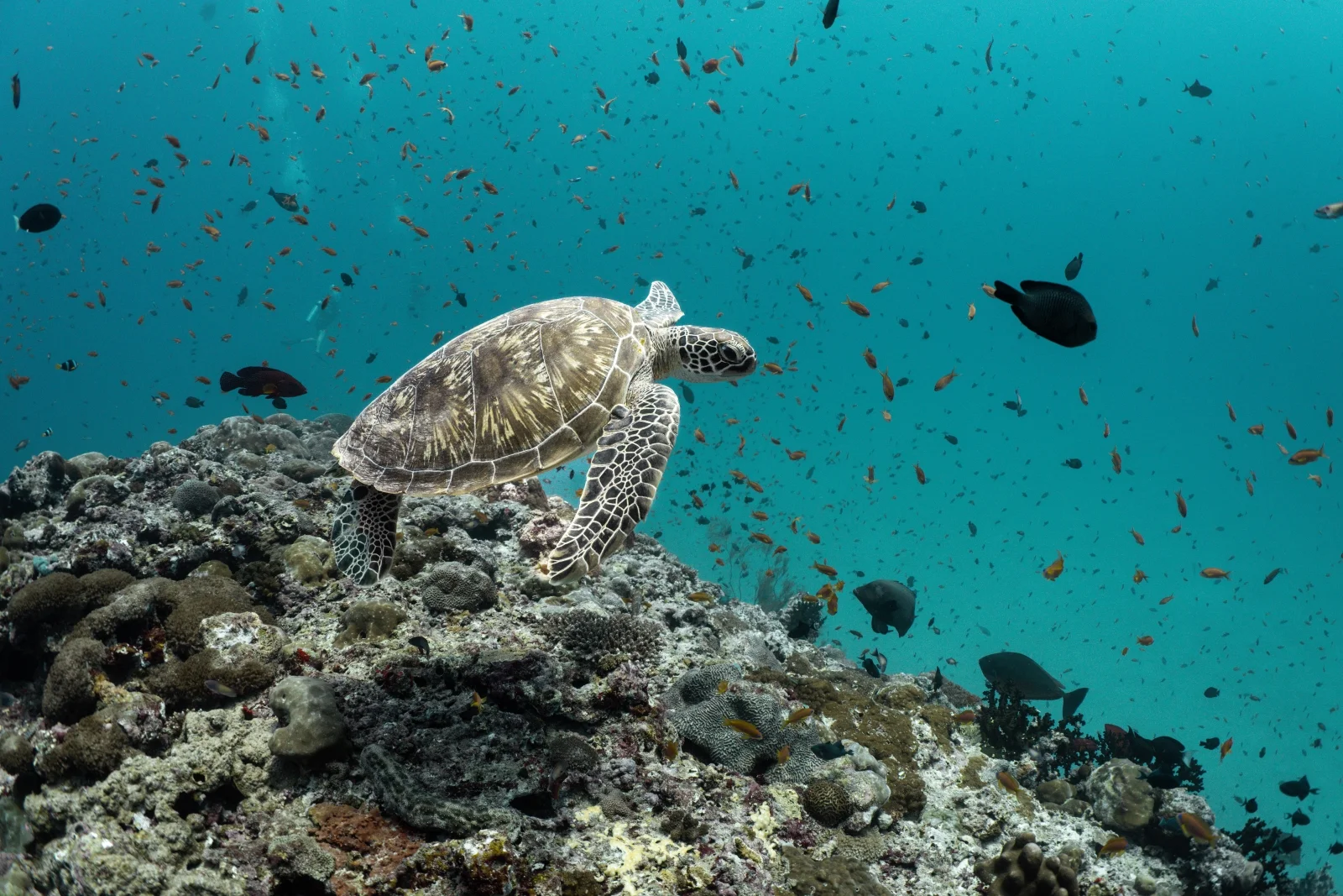 Green turtle on the reef, Finolhu Baa Atoll