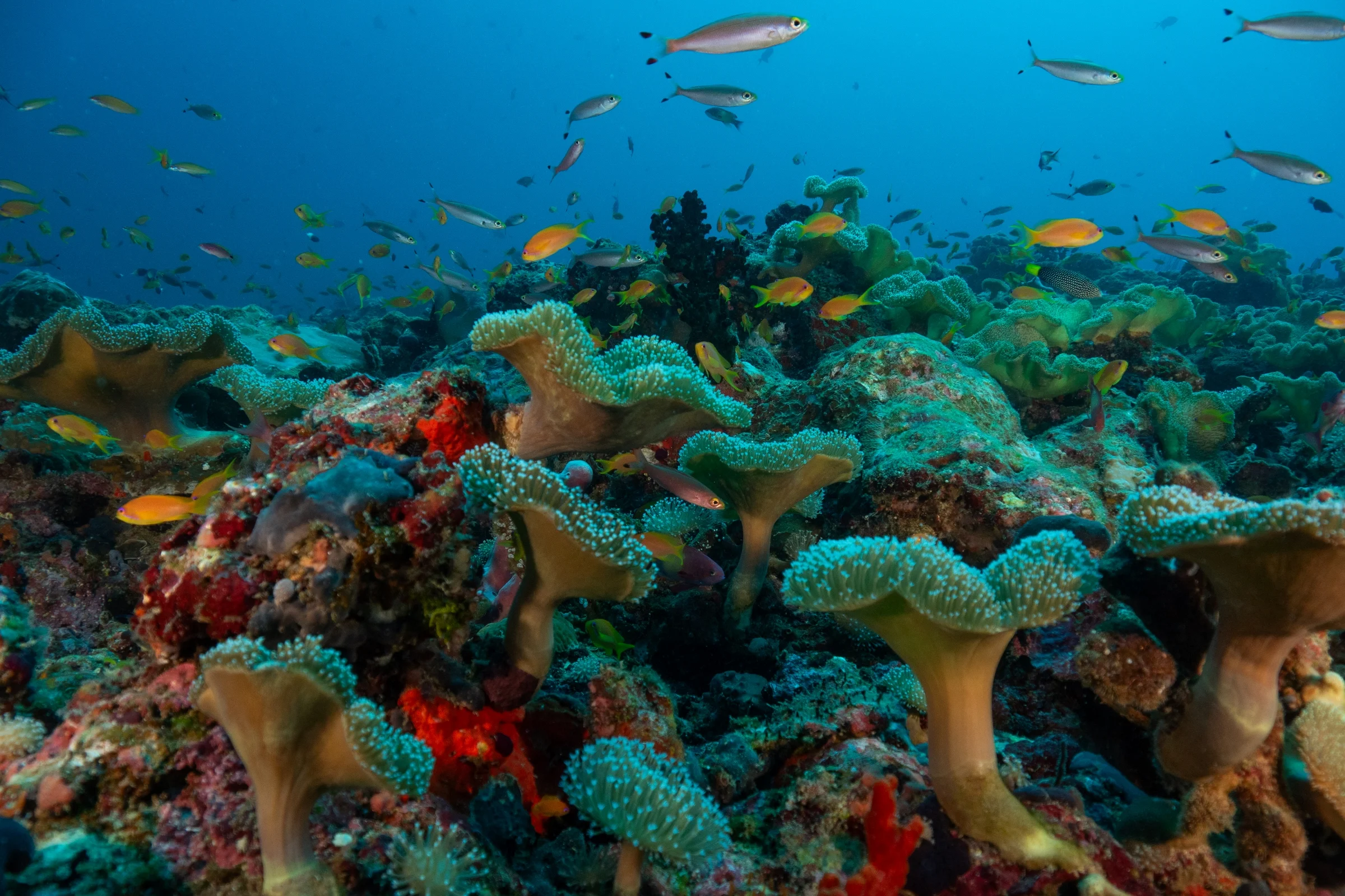 Coral reef and fish on a dive, Coco Palm Dhuni Kolhu