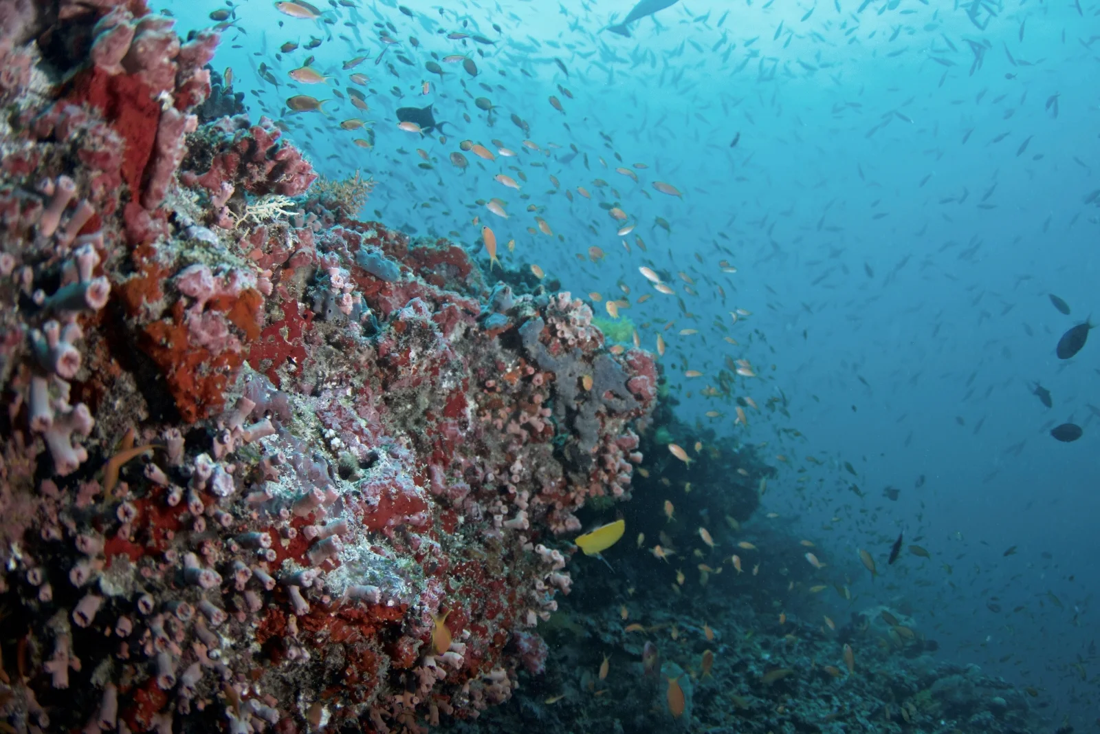 Coco Dive scuba diving, Coco Bodu Hithi