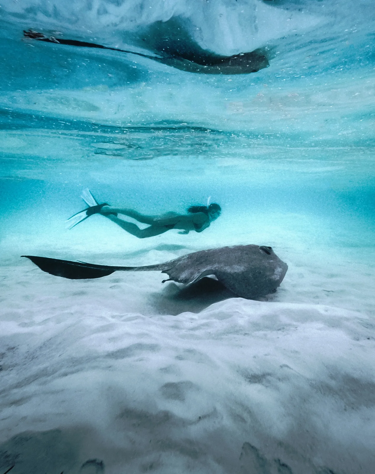 Scuba diving, Cocoon Maldives