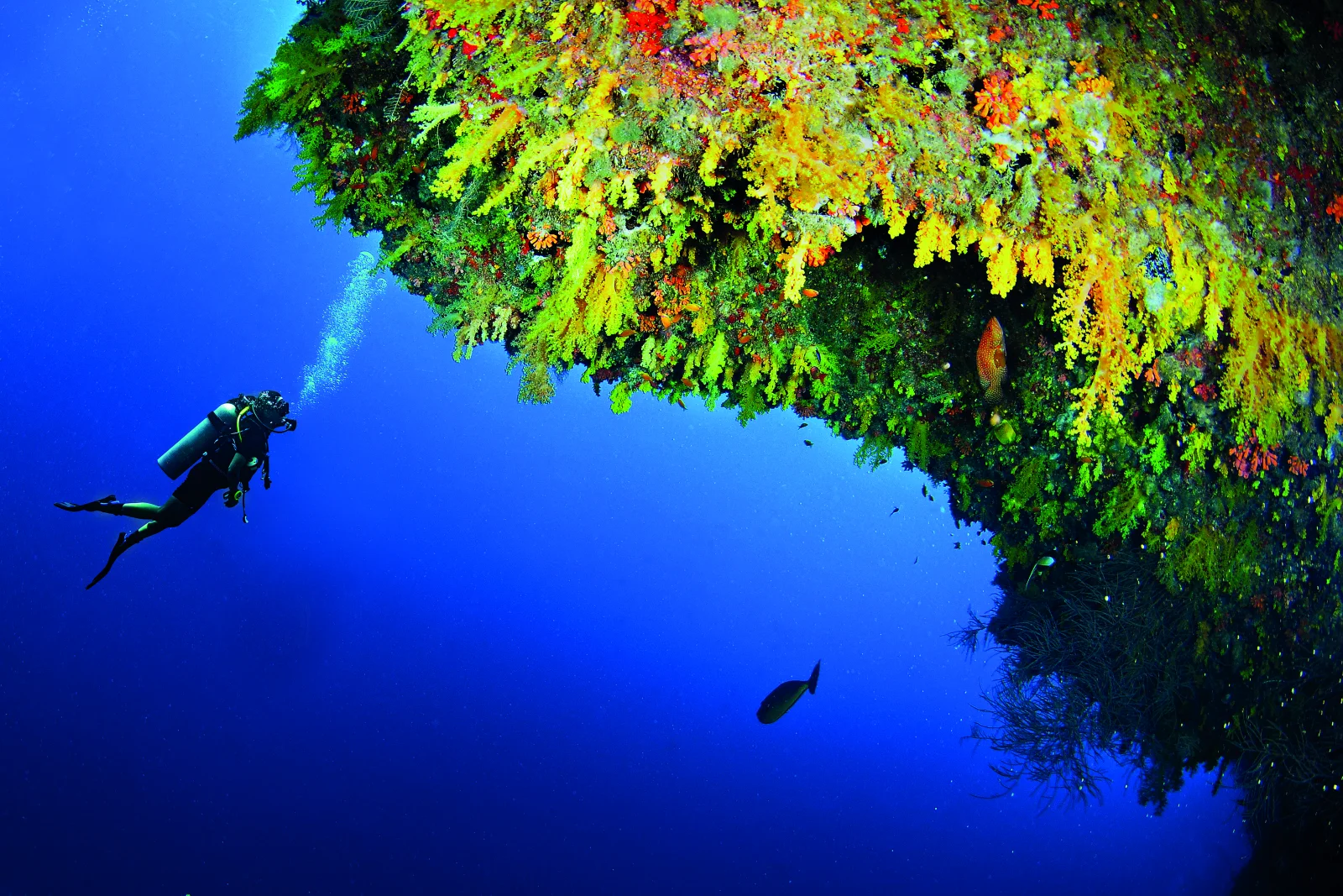 Diving & the house reef, Anantara Kihavah