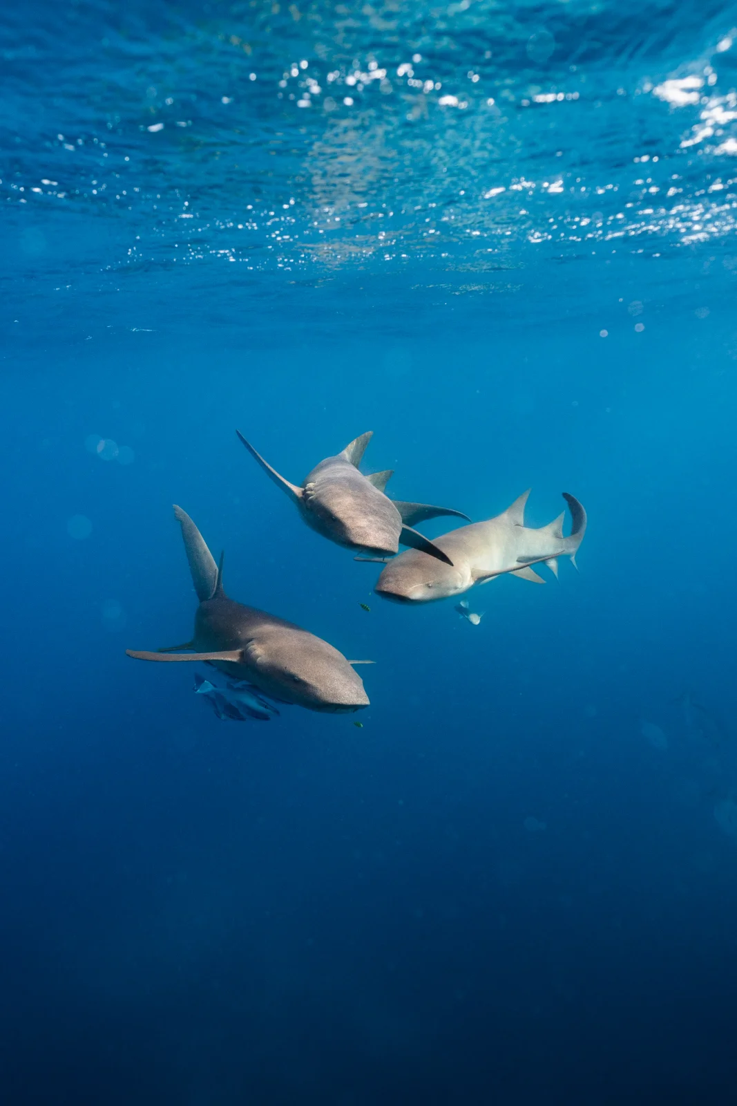 Diving, Ayada Maldives