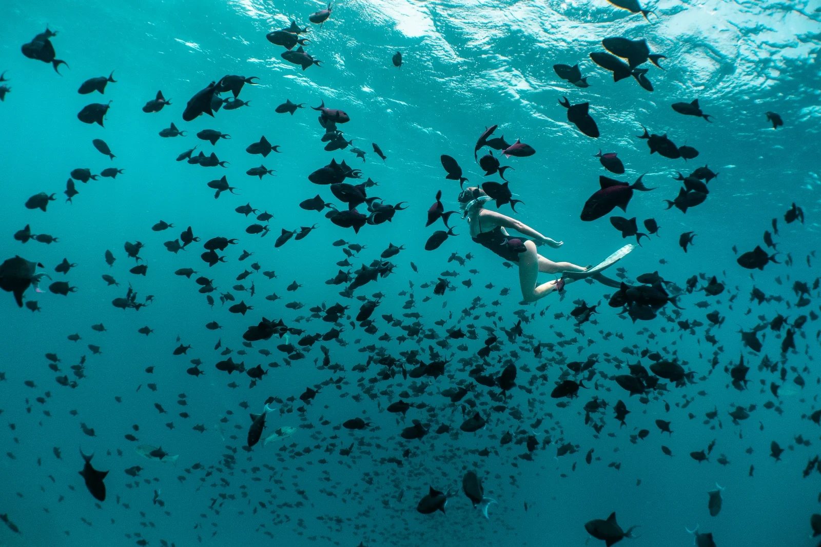 Snorkeller among a school of fish, Finolhu Baa Atoll