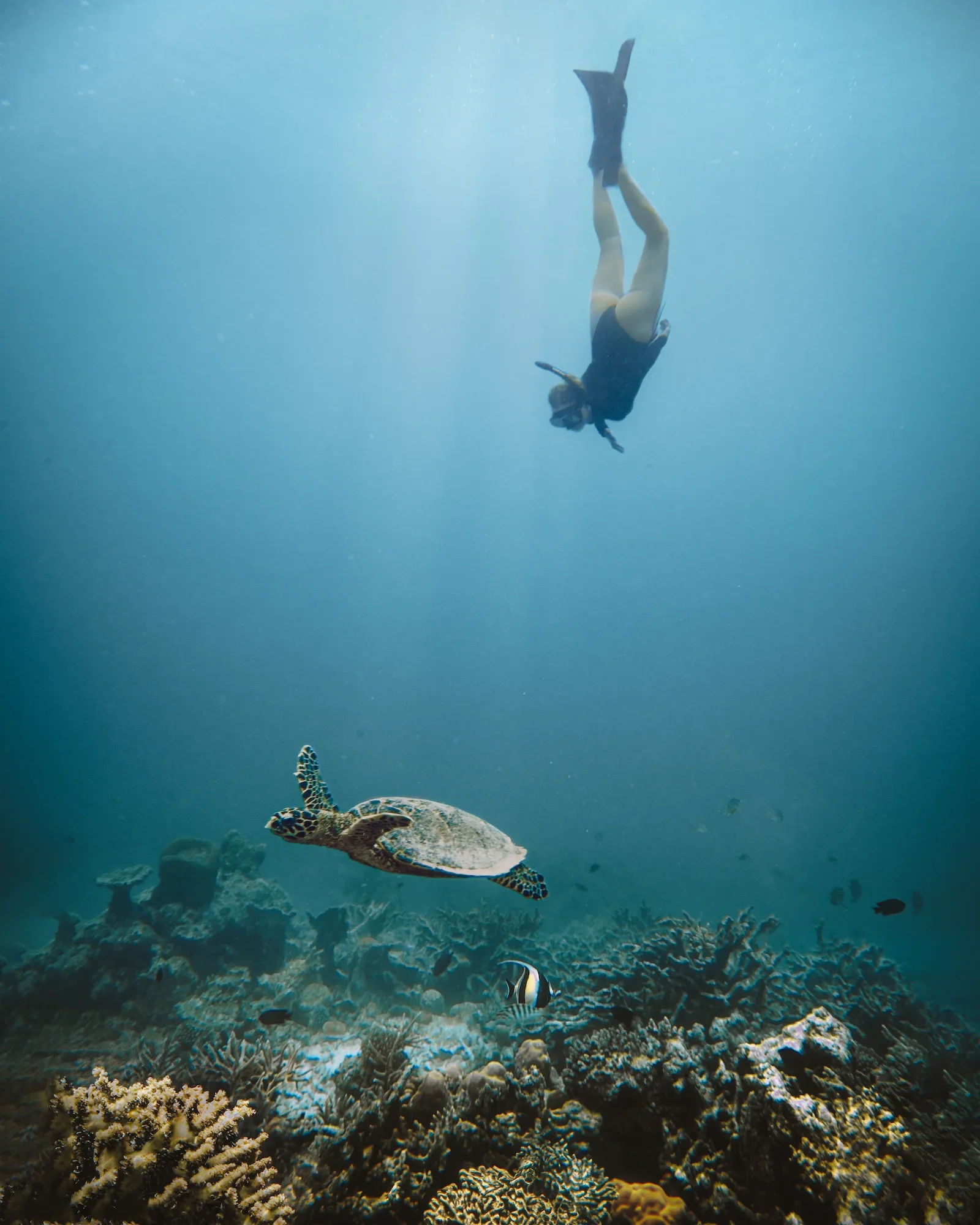 Diving & ocean discovery, Joali Maldives