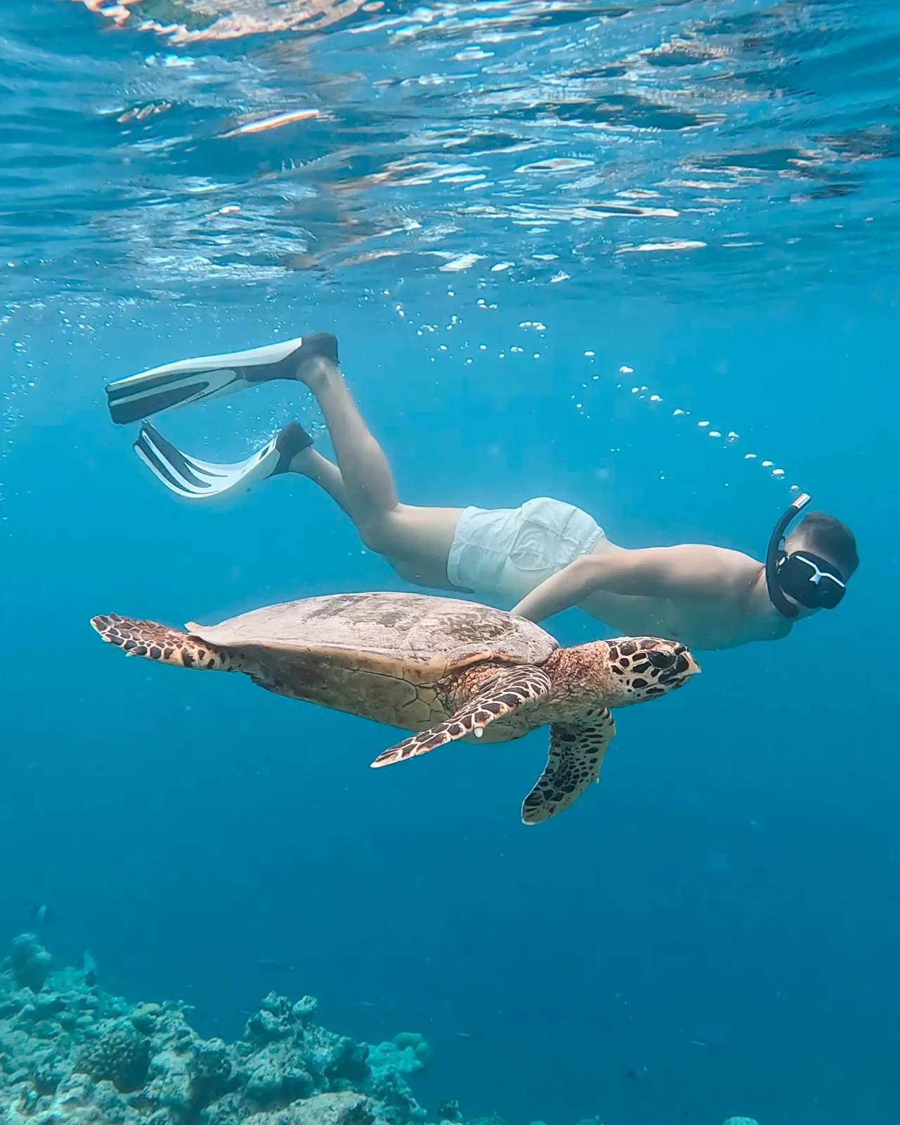 Scuba diving, Joy Island by Cocoon
