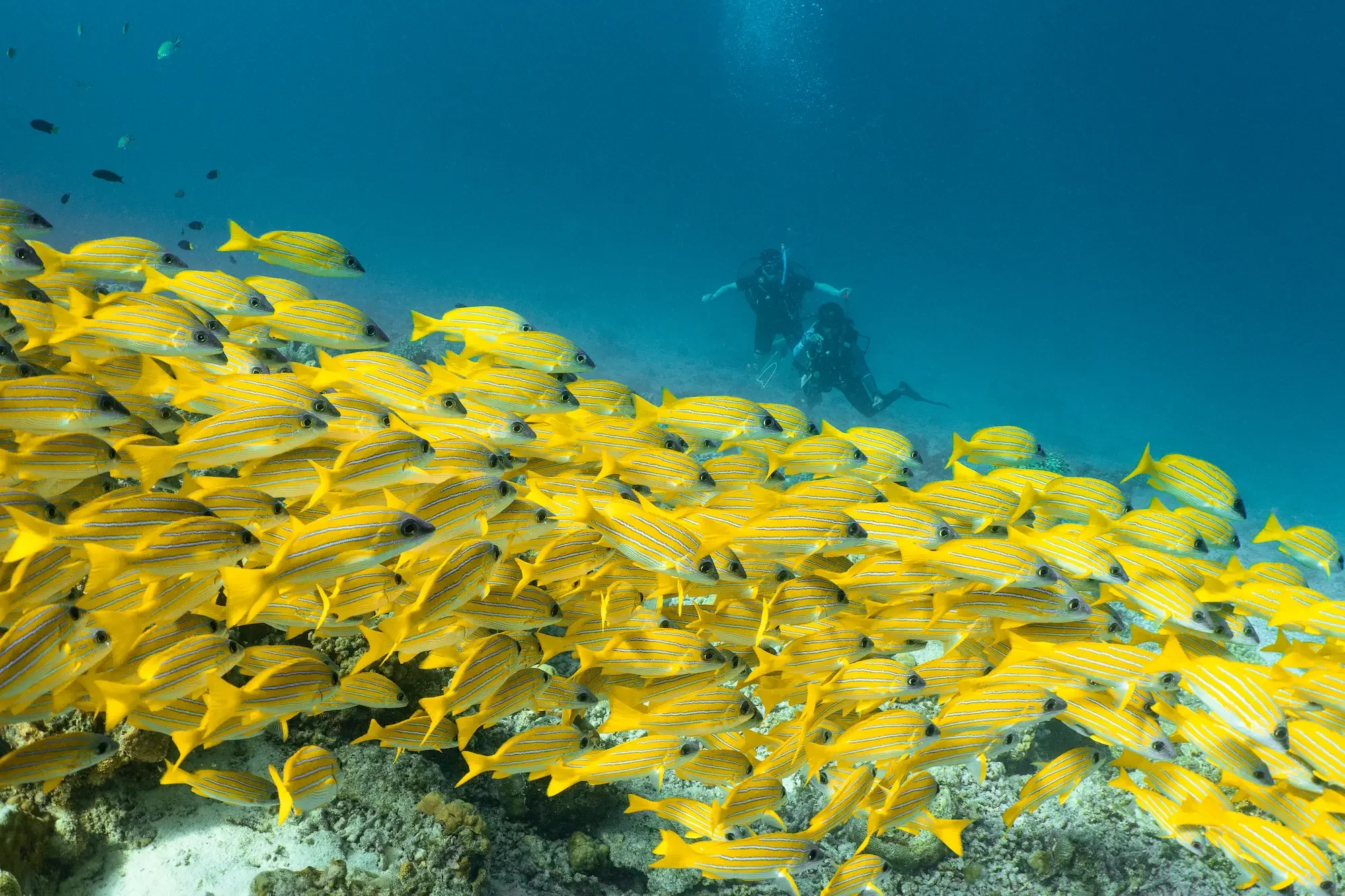 Kuredhivaru Resort and Spa - Scuba