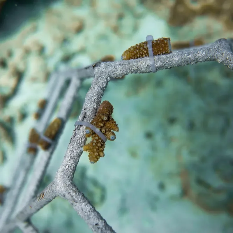 Marine Biology Workshop, Patina Maldives Fari Islands