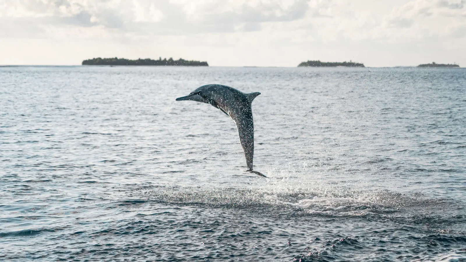 Lucky Dolphin Cruise, Park Hyatt Maldives Hadahaa