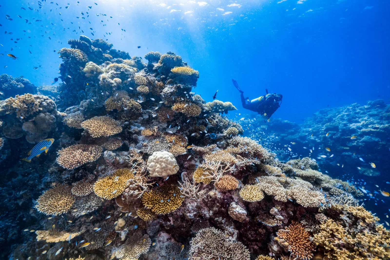 Scuba diving, Park Hyatt Maldives Hadahaa