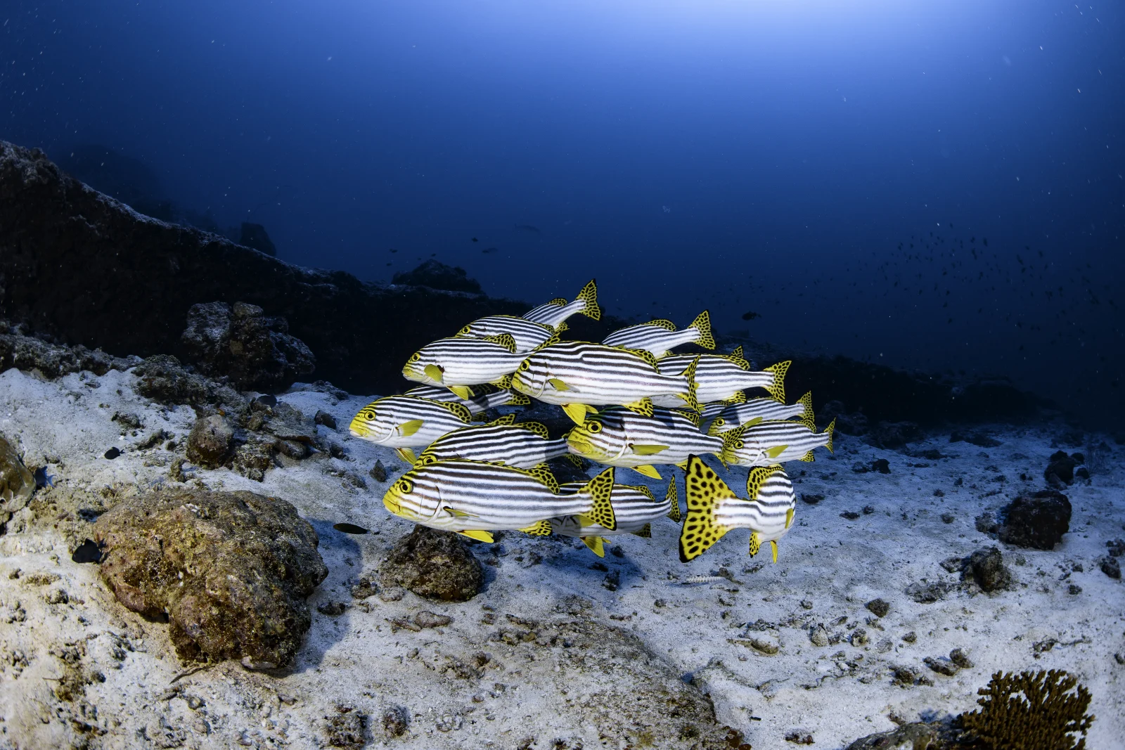 Scuba diving, Le Méridien Maldives