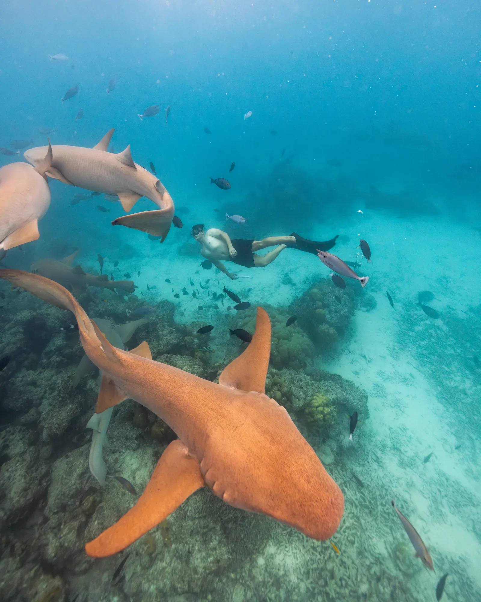 Diving & snorkelling, SO/ Maldives