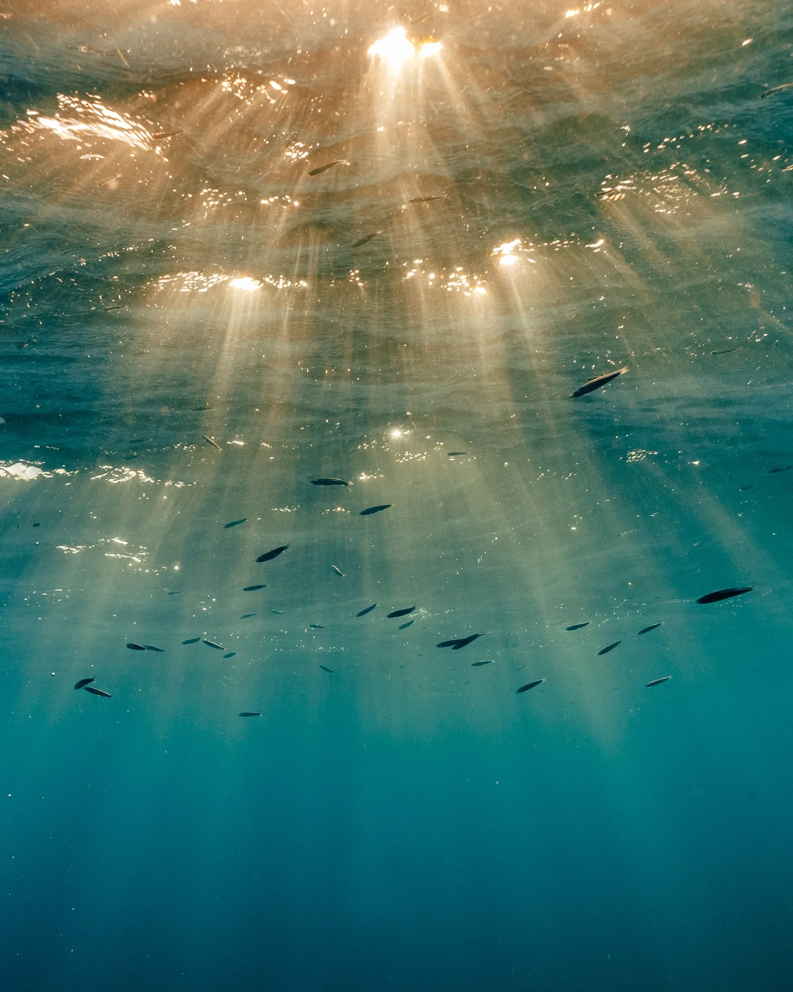 Island Discoveries, SO/ Maldives