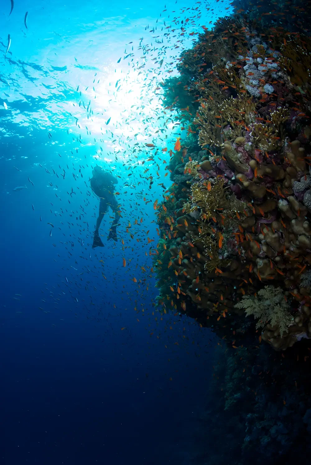 Scuba diving, Vakkaru Maldives