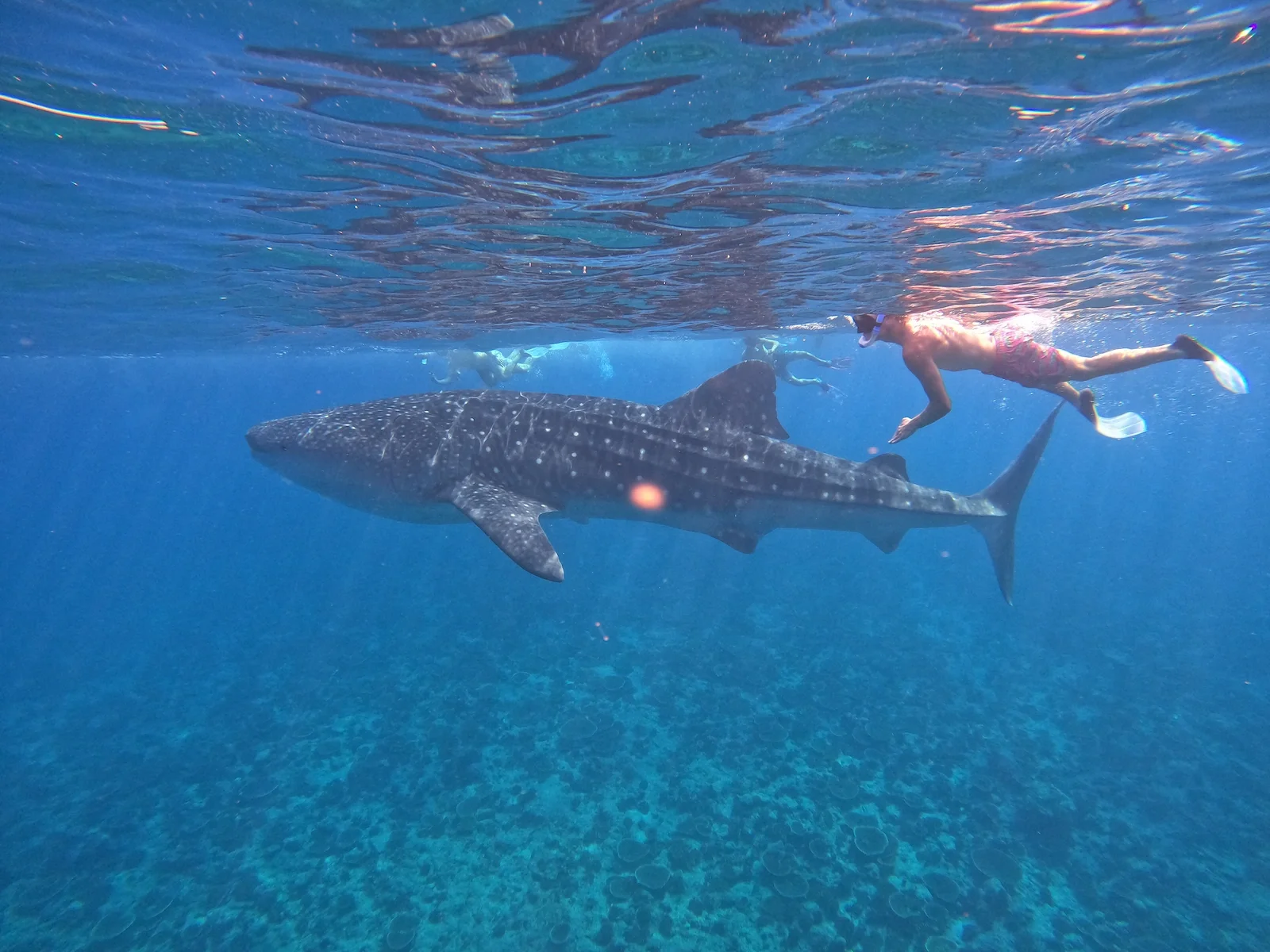 Diving & snorkelling, NOOE Maldives Kunaavashi